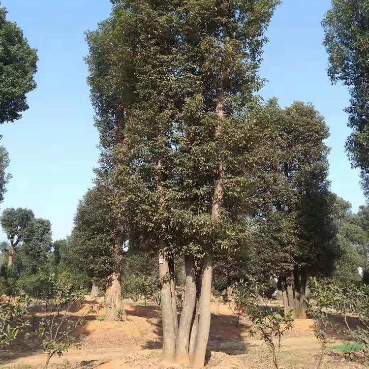 益陽12公分多桿香樟 成活率高 量大從優(yōu)