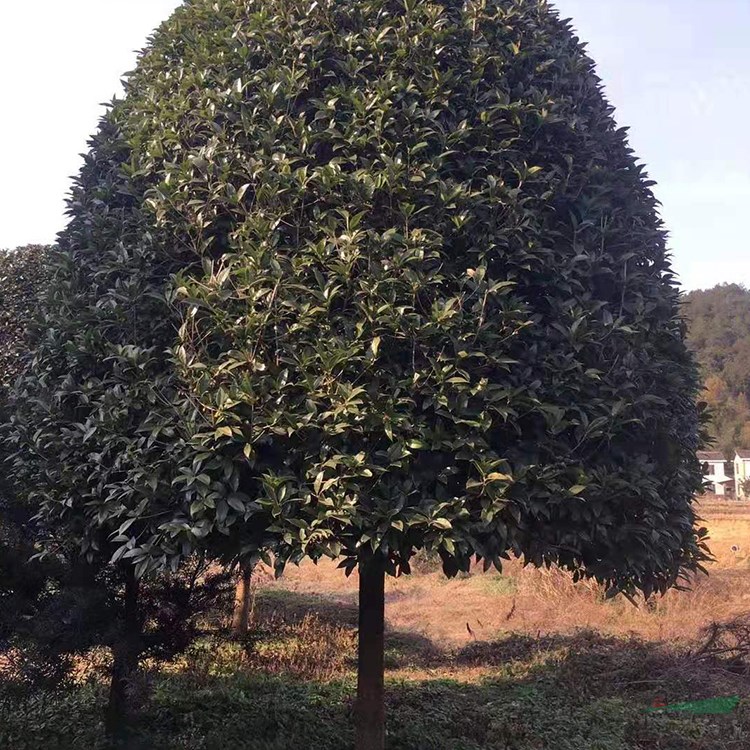 15公分桂花樹 湖南桂花樹基地 量大從優(yōu)