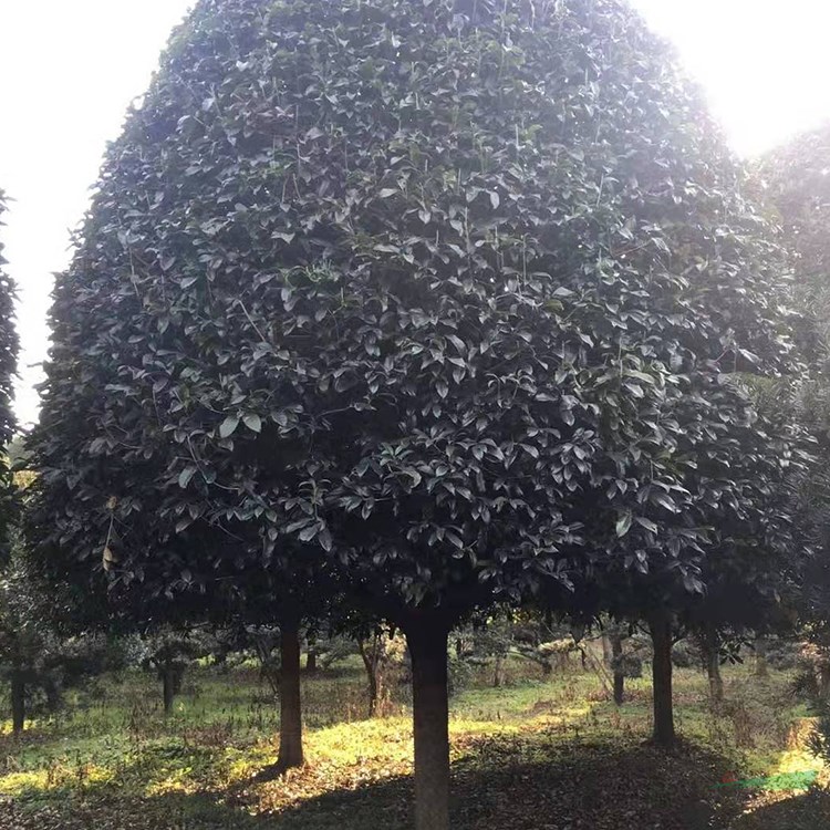 15公分桂花樹 湖南桂花樹基地 量大從優(yōu)