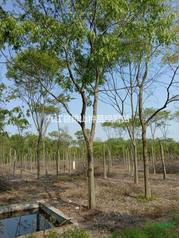 江西樸樹基地