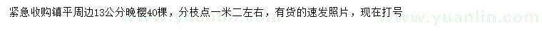 求購13公分晚櫻