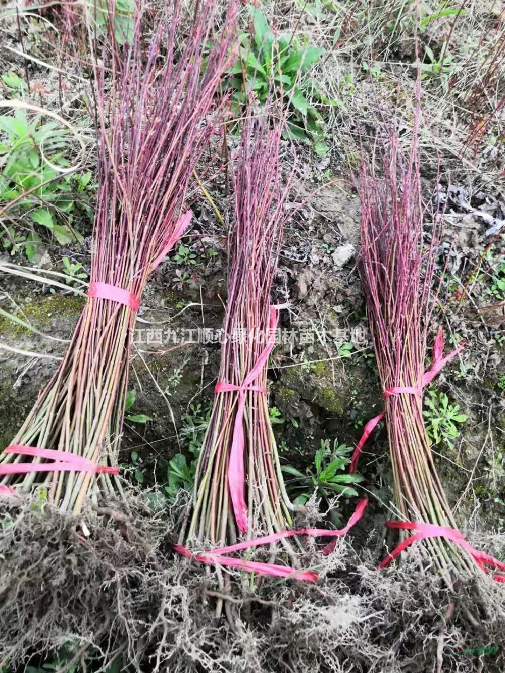 江西供應雞爪槭小苗 九江雞爪槭小苗基地 江西小苗農(nóng)戶直銷規(guī)格齊全