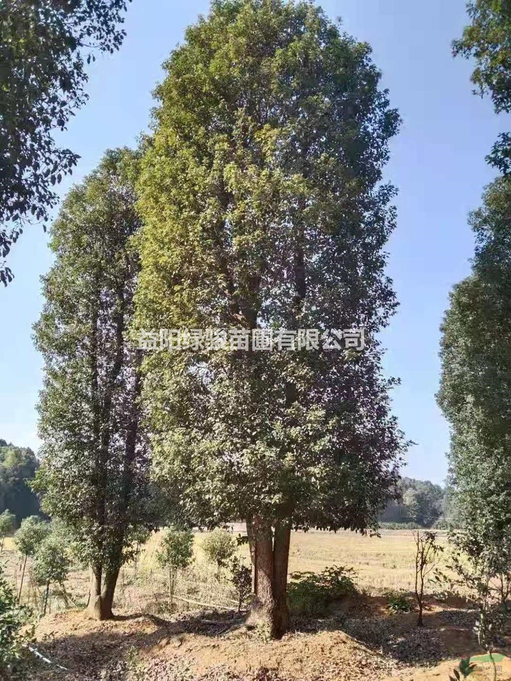 25公分多桿香樟哪里有 30公分多桿香樟哪里便宜