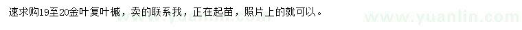 求購19-20公分金葉復(fù)葉槭
