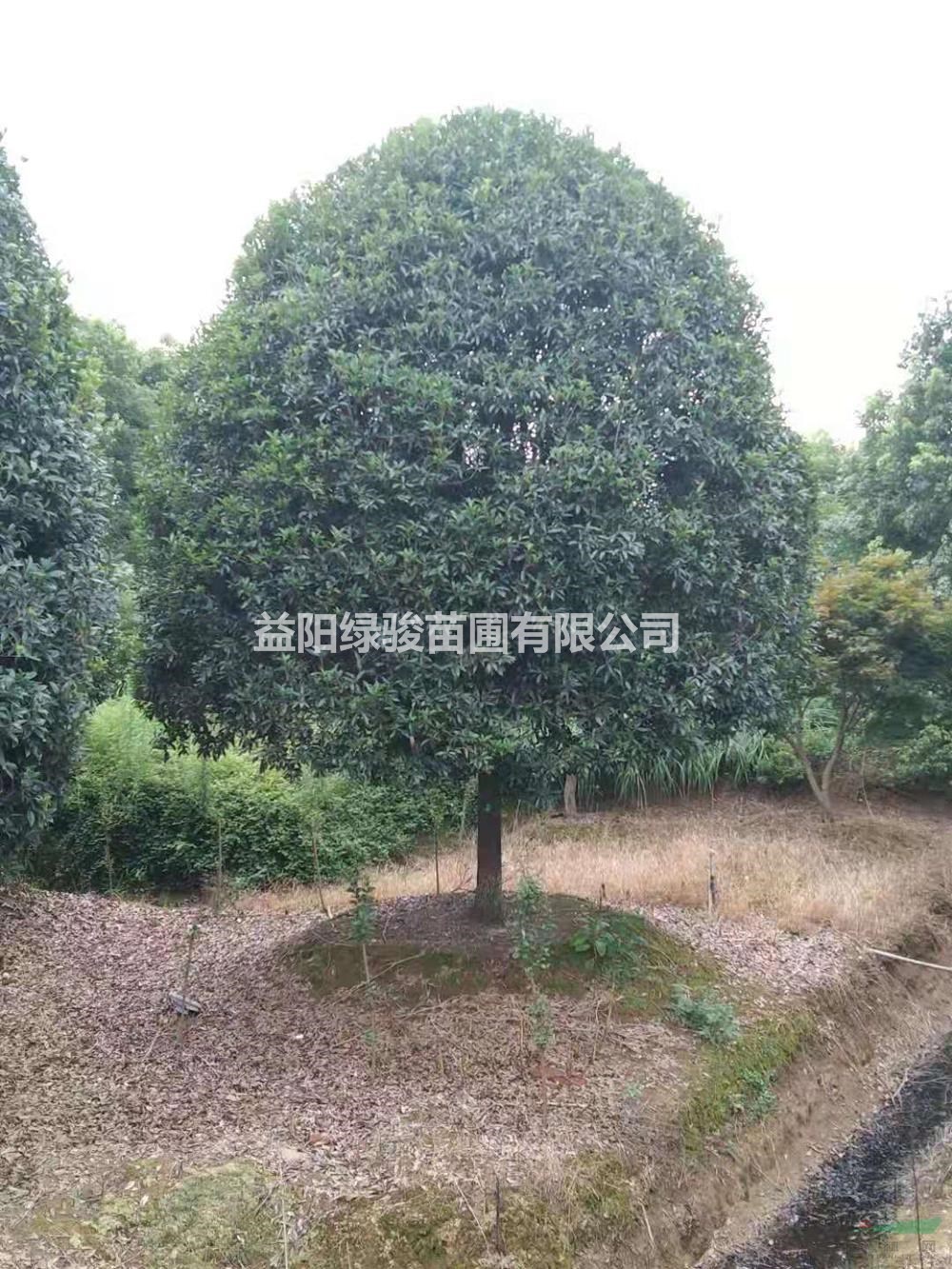 大小規(guī)格12公分桂花基地  價(jià)格實(shí)惠