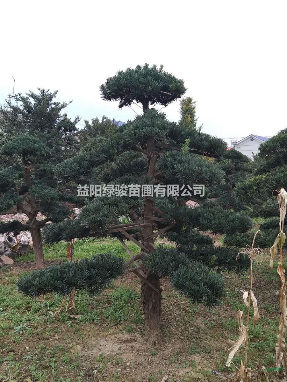 2021年湖南30公分羅漢松新報(bào)價(jià)