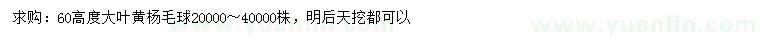 求購高60公分大葉黃楊球