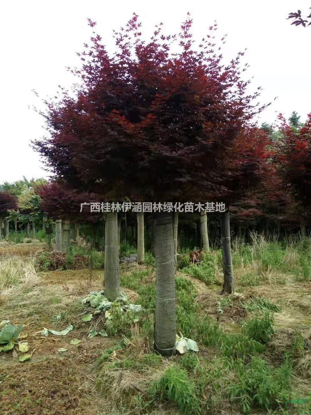 廣西紅楓批發(fā)/供應(yīng) 基地直供 歡迎咨詢