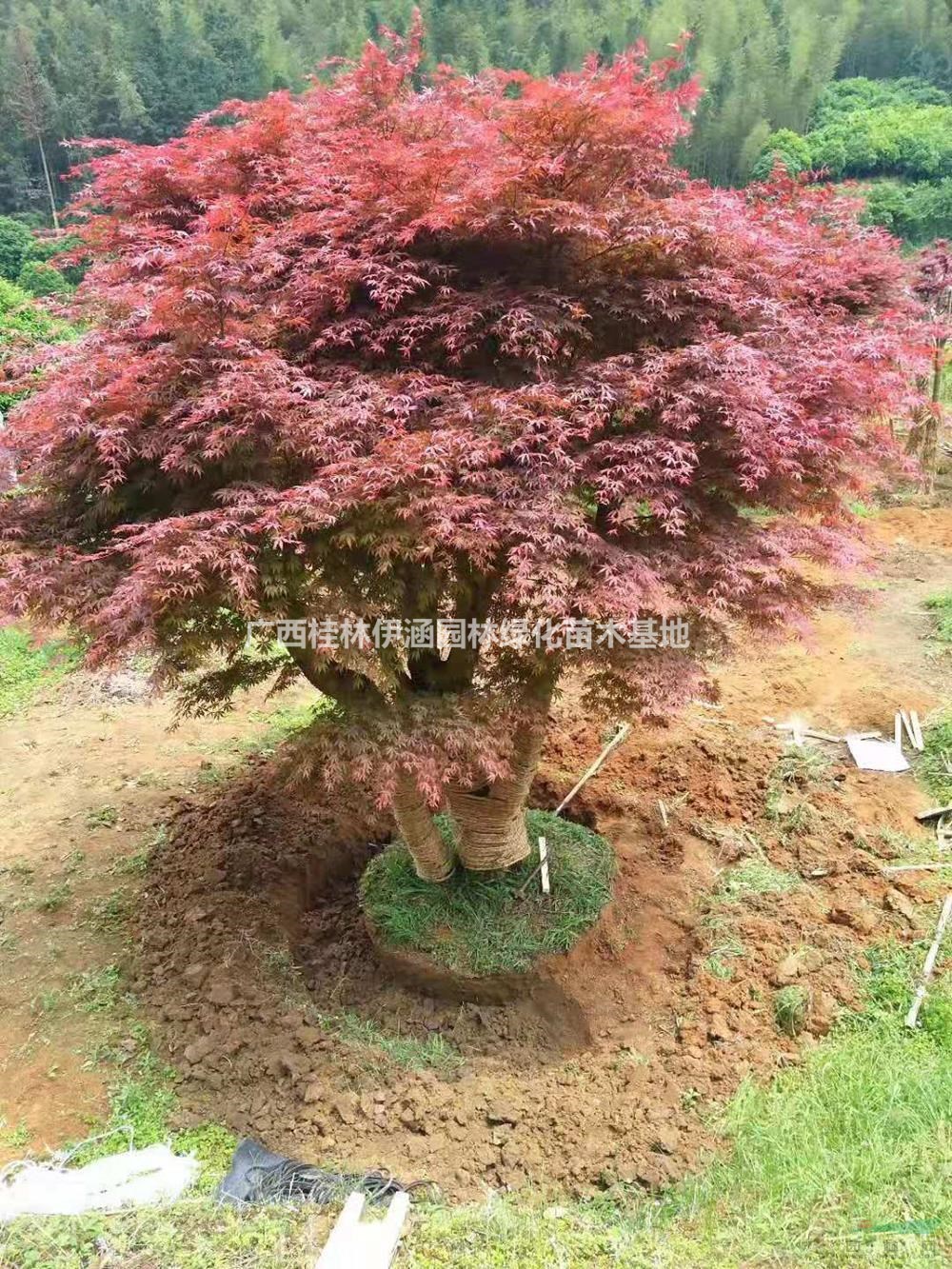 廣西紅楓批發(fā)/供應(yīng) 基地直供 歡迎咨詢