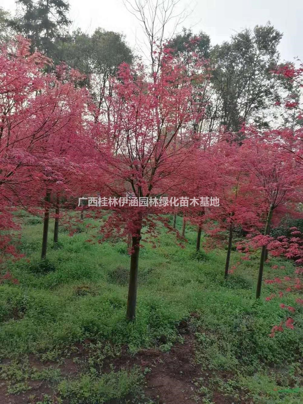 廣西紅小袖，日本紅小袖哪里好/哪家便宜