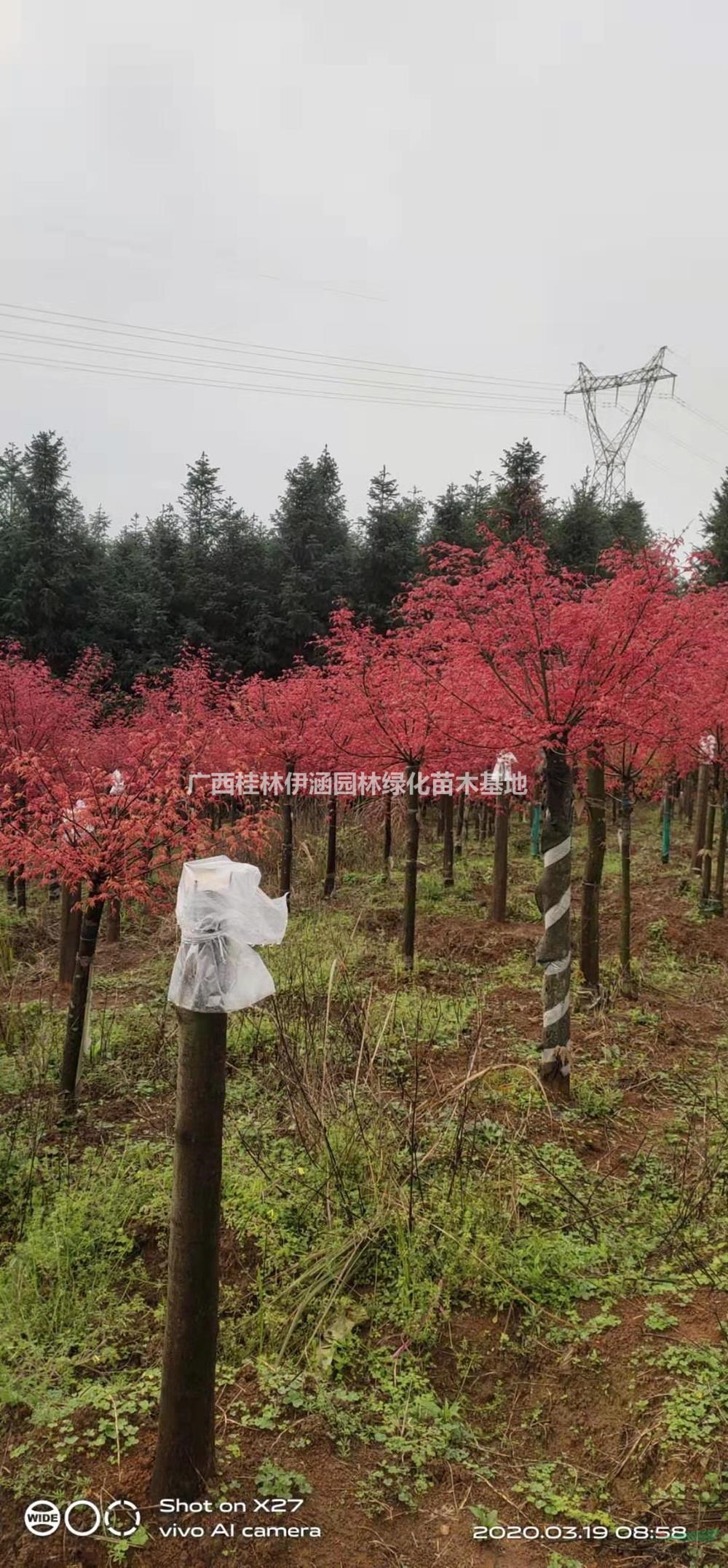 廣西紅小袖，日本紅小袖哪里好/哪家便宜