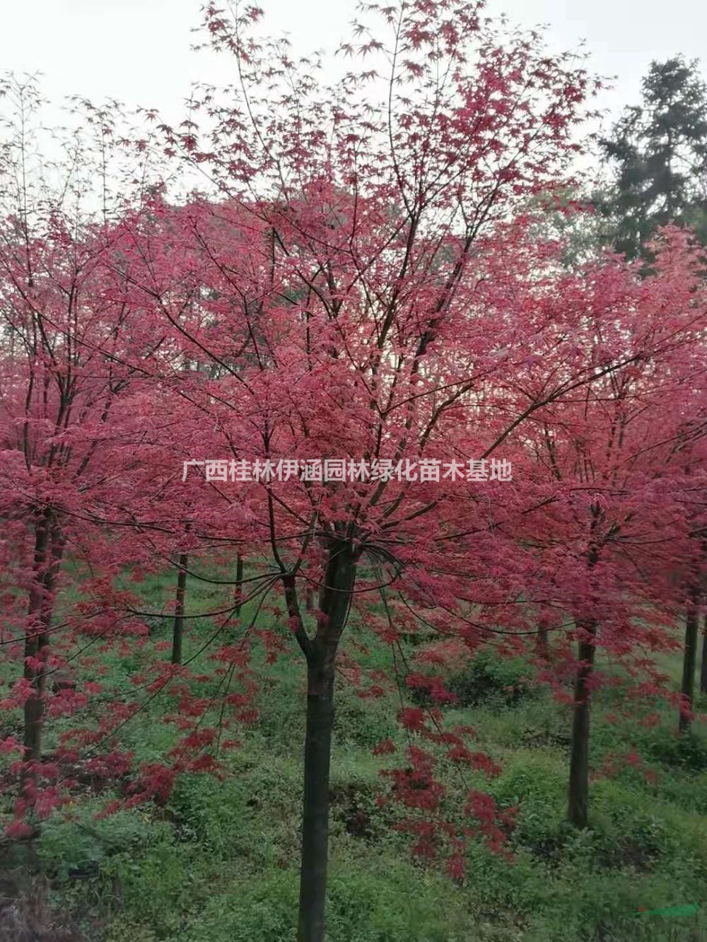大小規(guī)格紅楓，廣西紅楓，紅楓基地  規(guī)格齊全