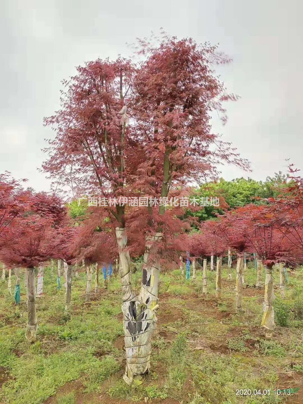 廣西供應(yīng)三季紅楓，中國紅楓 規(guī)格齊全  歡迎詢價(jià)