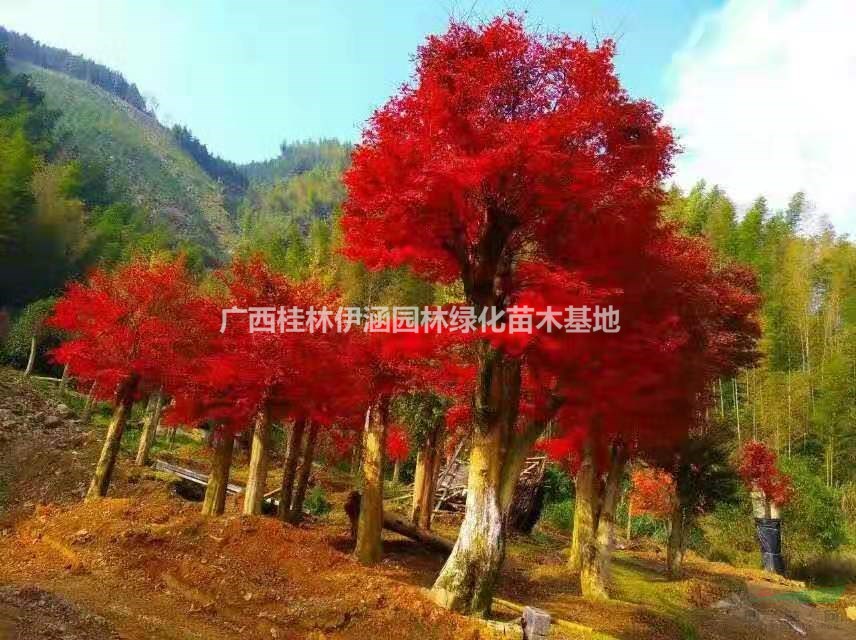 大小規(guī)格三季紅楓，中國(guó)紅楓 基地  歡迎實(shí)地考察