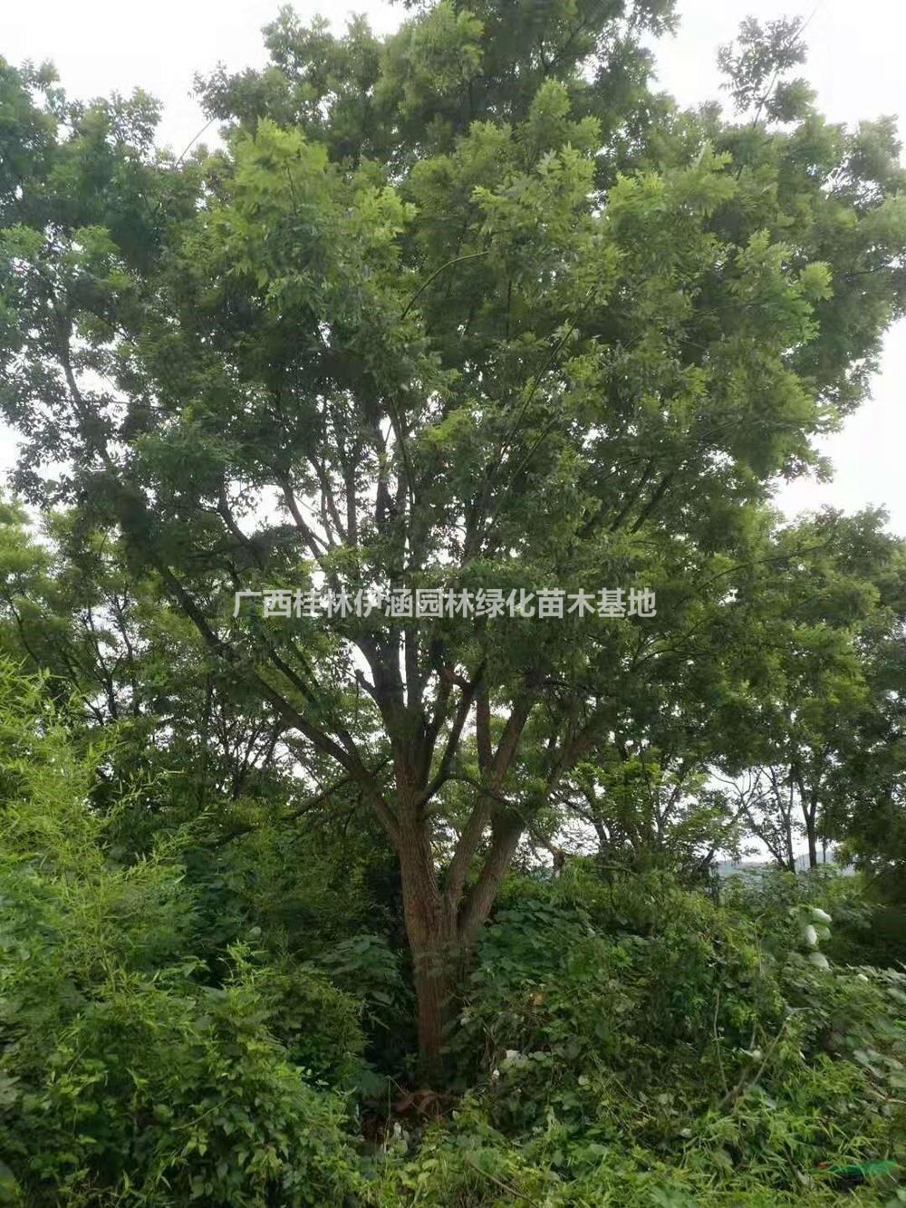 大小規格廣西國槐基地 歡迎詢(xún)價(jià)