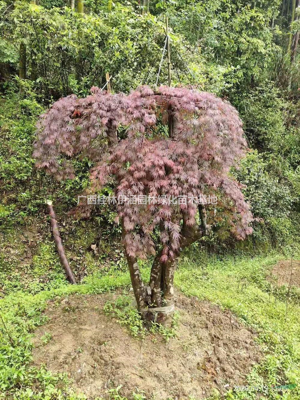 廣西供應(yīng)羽毛楓，古樁羽毛楓規(guī)格齊全 價(jià)格實(shí)惠