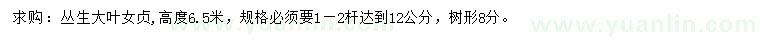 求購高6.5米叢生大葉女貞