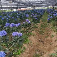 2021年江蘇八仙花 八仙花種植方法 江蘇八仙花新報價