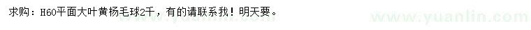 求購高60公分大葉黃楊球