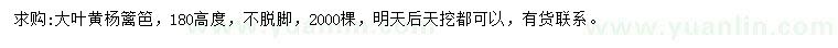 求購(gòu)高180公分大葉黃楊