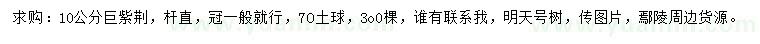 求購10公分巨紫荊