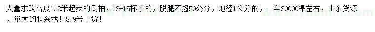 求購(gòu)高1.2米起步側(cè)柏
