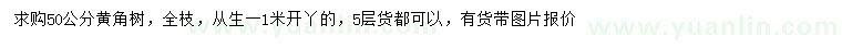 求購50公分黃角樹(shù)