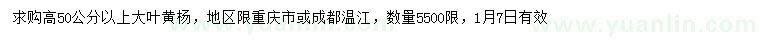 求購高50公分以上大葉黃楊