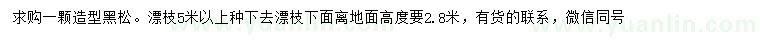 求購5米以上造型黑松