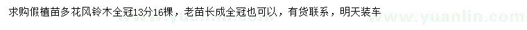 求購13公分多花風(fēng)鈴木