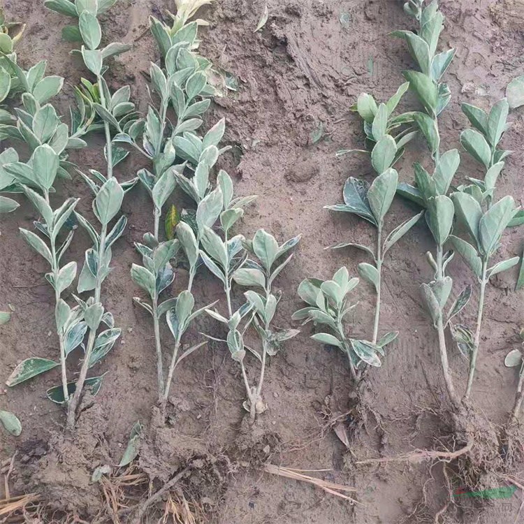 叶色秀丽金边黄杨，多种规格大叶黄杨，量大优惠小叶黄杨包邮寄