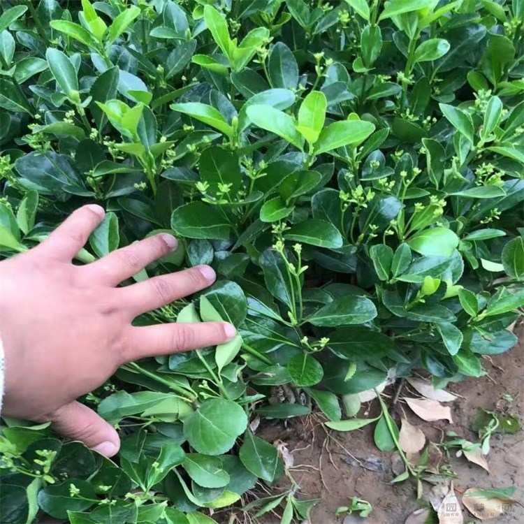 叶色秀丽金边黄杨，多种规格大叶黄杨，量大优惠小叶黄杨包邮寄