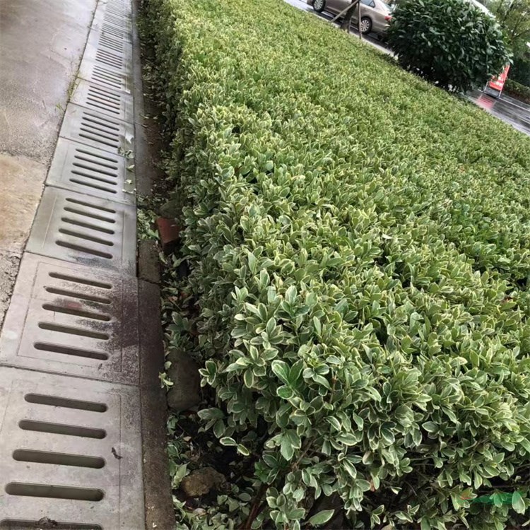 叶色秀丽金边黄杨，多种规格大叶黄杨，量大优惠小叶黄杨包邮寄