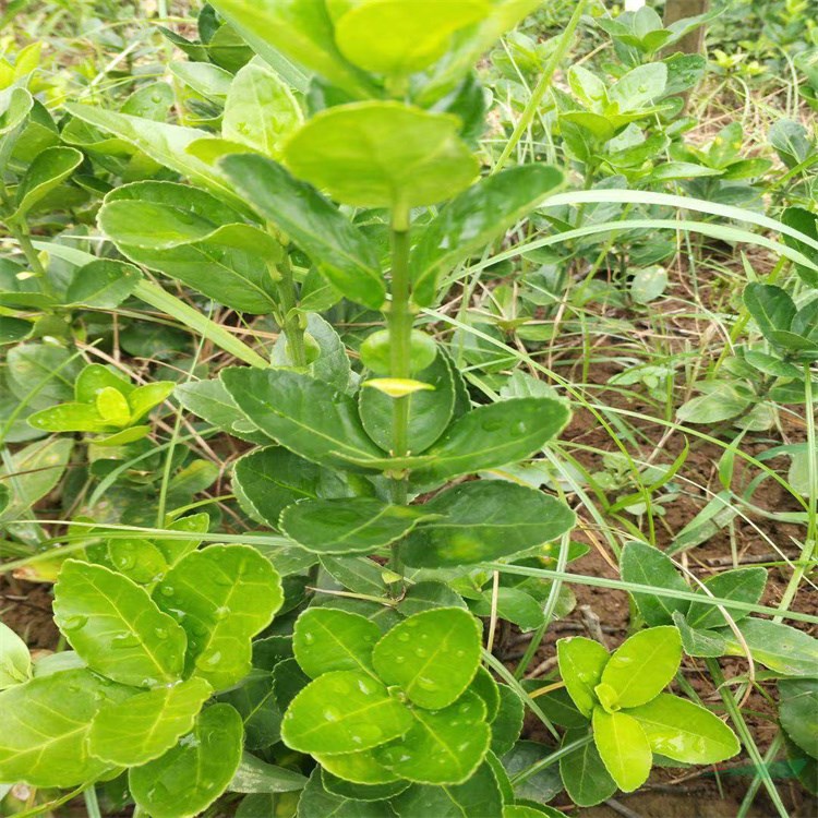 基地批发北海道黄杨苗 大/小叶黄杨 大叶黄杨苗价格地道