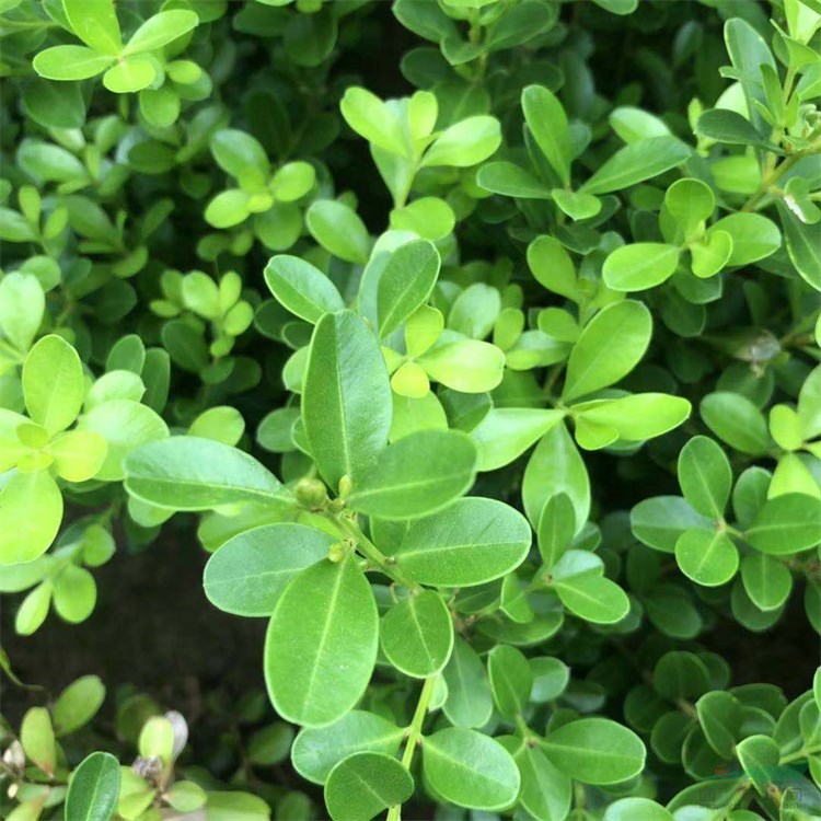 基地批发北海道黄杨苗 大/小叶黄杨 大叶黄杨苗价格地道