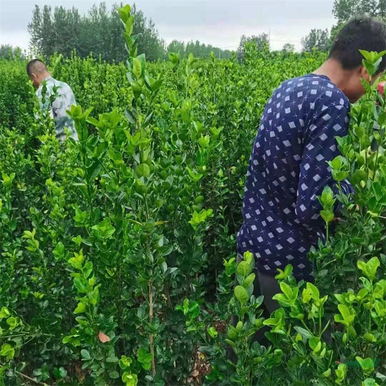 基地批发北海道黄杨苗 大/小叶黄杨 大叶黄杨苗价格地道