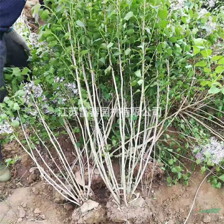 苗圃供應(yīng)小葉丁香工程苗 大小杯苗 公園小區(qū)行道風景種植苗