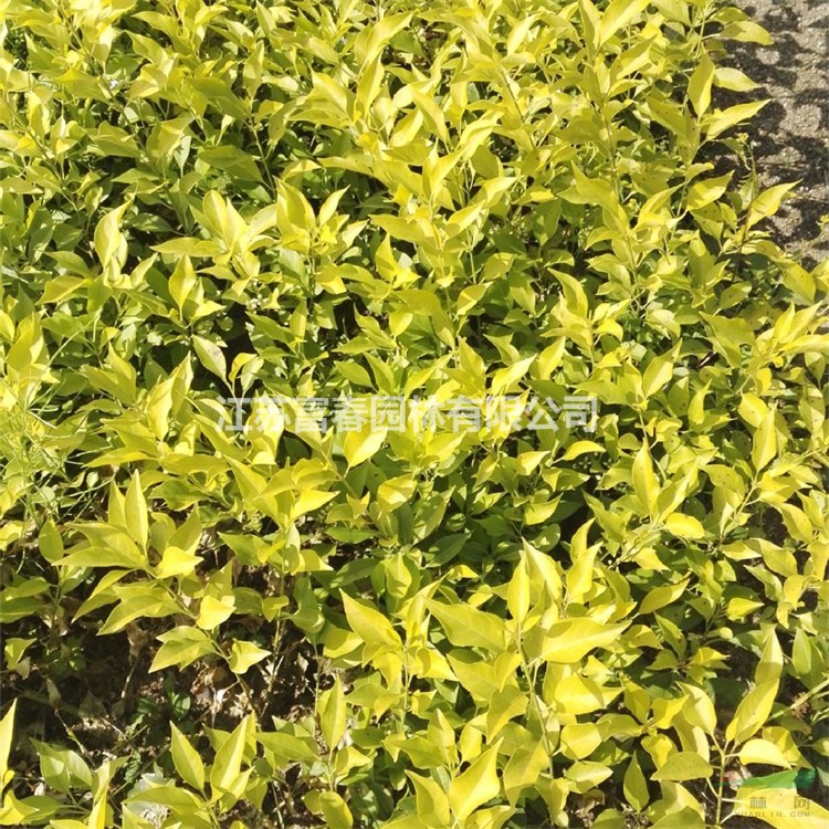 基地出售金葉衛(wèi)矛四季常綠綠化苗 盆苗 大小杯苗 金葉扶芳樹