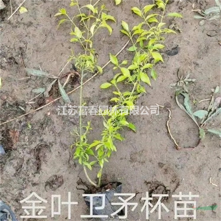 基地出售金葉衛(wèi)矛四季常綠綠化苗 盆苗 大小杯苗 金葉扶芳樹