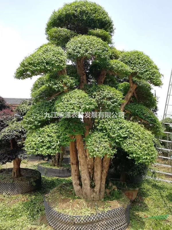 椤木石楠造型树基地供应九江椤木石楠造型树价格优惠哪里有便宜的造型