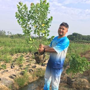 叢生烏桕容器苗20000棵