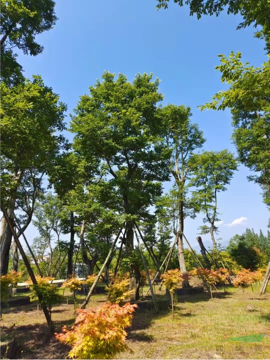 紅梅、無患子、樸樹、烏桕、垂絲海棠