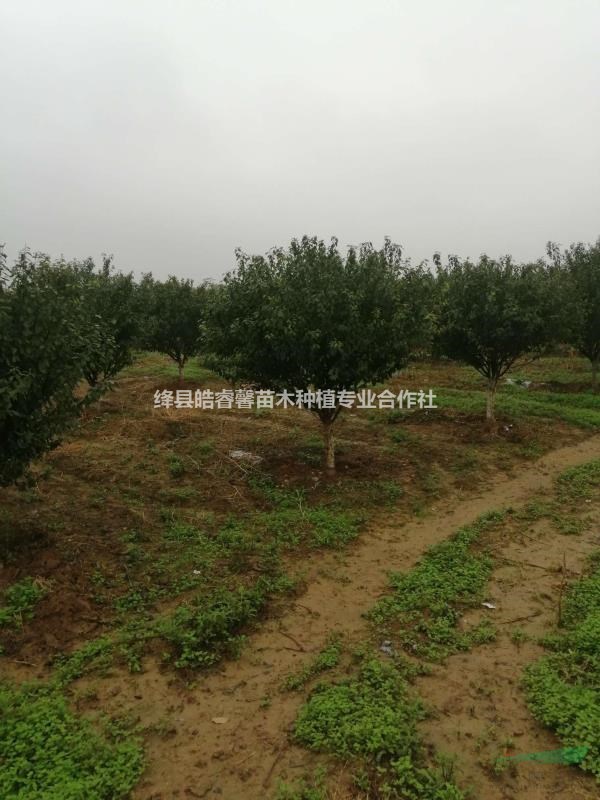 榆葉梅5公分榆葉梅6公分榆葉梅8公分榆葉梅10公分榆葉梅叢生榆..
