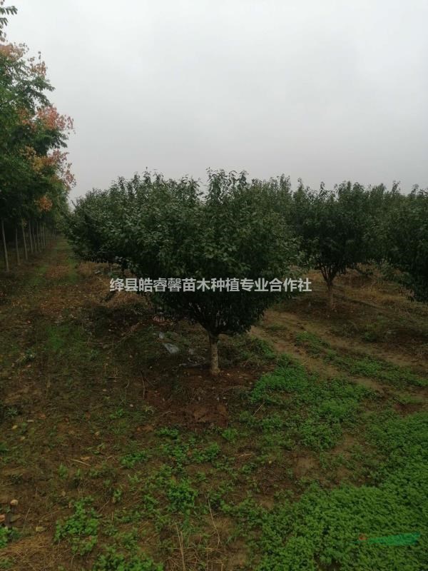 榆葉梅5公分榆葉梅6公分榆葉梅8公分榆葉梅10公分榆葉梅叢生榆..