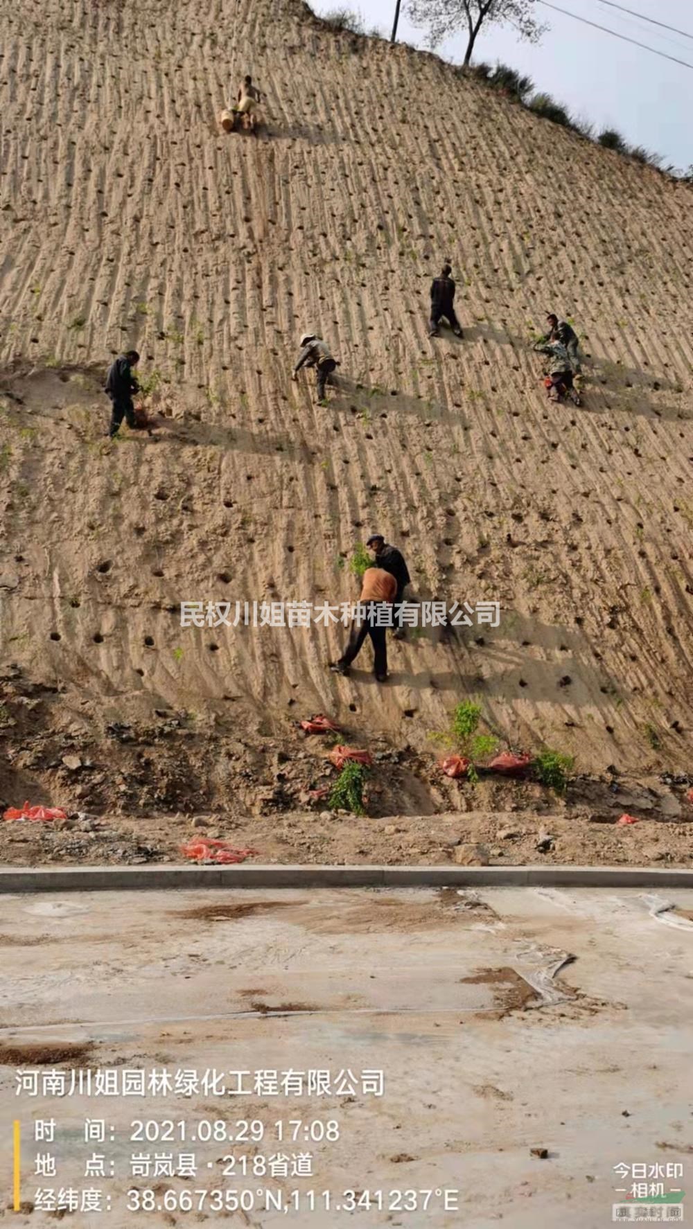 紫穗槐護坡工程 紫穗槐打孔種植 承接護坡打孔種植工程