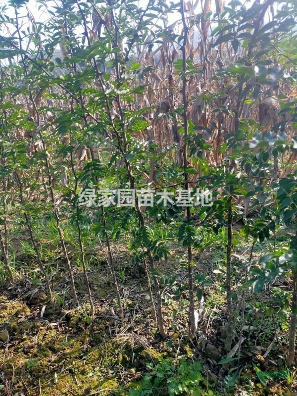 花椒苗，大紅袍花椒苗，獅子頭花椒苗，山西花椒苗，一公分起步..