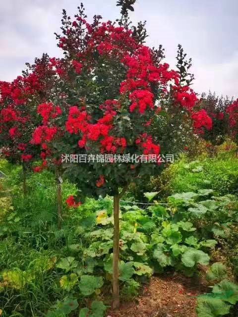 江蘇沭陽美國紫薇、紅火箭紫薇產(chǎn)地直銷