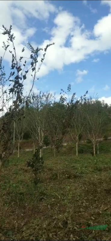 本凍死在福建有紫薇基地 可供三明市二紅紫薇千畝二紅紫薇基地