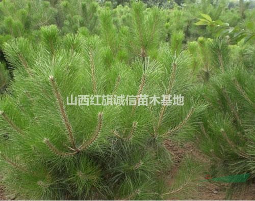 山西運(yùn)城地區(qū)供應(yīng)1米5米樟子松、兩米樟子松、3米樟子松、2米5樟子松、3米5 米樟子松