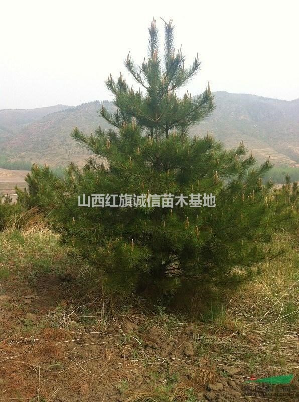 山西運(yùn)城地區(qū)供應(yīng)1米5米樟子松、兩米樟子松、3米樟子松、2米5樟子松、3米5 米樟子松